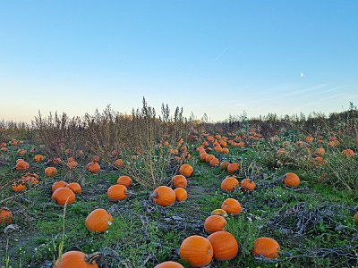 20221004 180446 Herbst GV