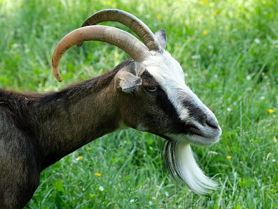 20230618 130951 Tierpark Altenfelden
