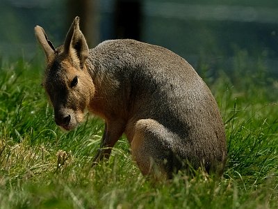 20230618 133446 Tierpark Altenfelden