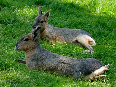 20230618 133539 Tierpark Altenfelden