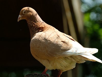20230618 134234 Tierpark Altenfelden