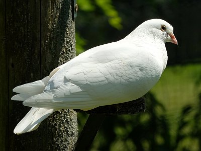 20230618 134245 Tierpark Altenfelden