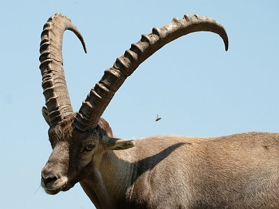 20230618 134703 Tierpark Altenfelden