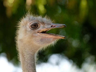 20230813 140057 Tiergarten Walding TF