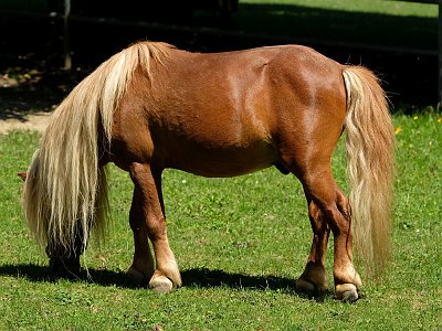 20230813 140659 Tiergarten Walding TF