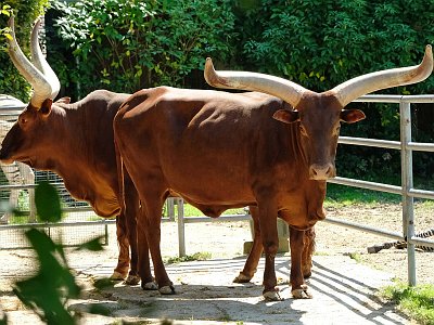 20230813 143032 Tiergarten Walding TF