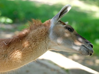20230813 143651 Tiergarten Walding TF