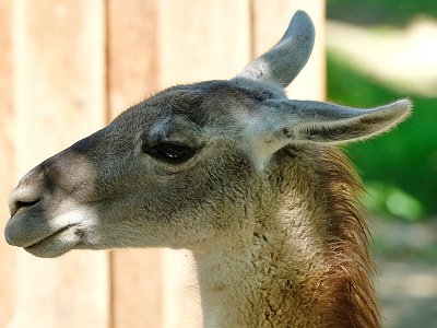 20230813 143828 Tiergarten Walding TF