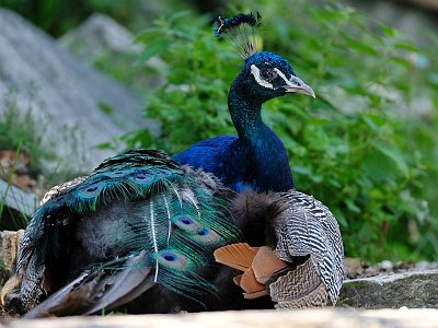 20230813 144855 Tiergarten Walding TF