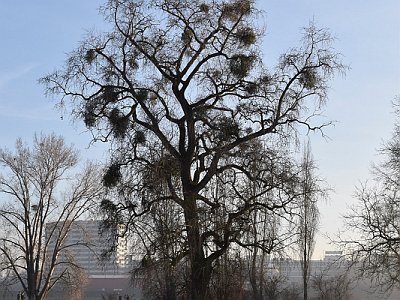 HR DSC0287