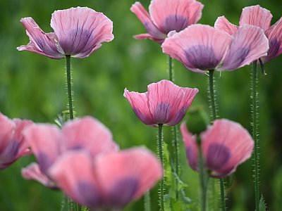 20220622 080736 Mohnblumen DD
