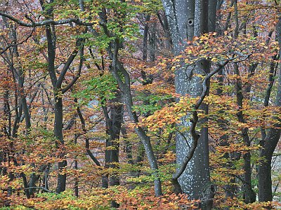 20221029 111521 Herbst DD