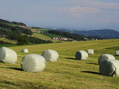 Sommerfotos 03