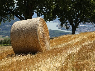 Sommerfotos 09
