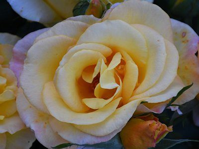 Sommerfotos 12