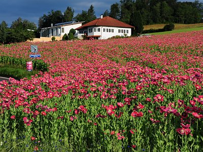 Sommerfotos 15