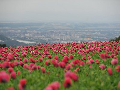 Sommerfotos 16