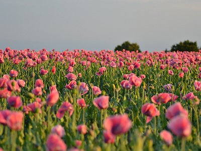 Sommerfotos 17