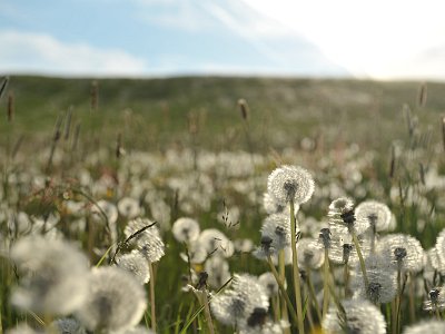 Sommerfotos 21