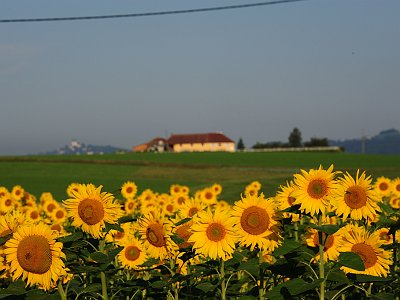 Sommerfotos 24