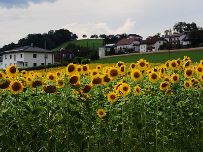 Sommerfotos 25