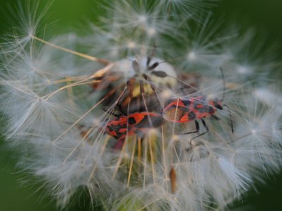 Sommerfotos 30