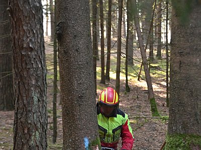 20230304 092627 Maibaum Umschneiden DD
