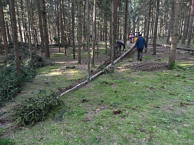 20230304 093802 Maibaum Umschneiden DD