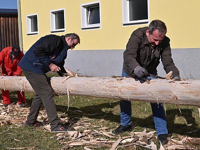 20230304 103240 Maibaum Umschneiden DD