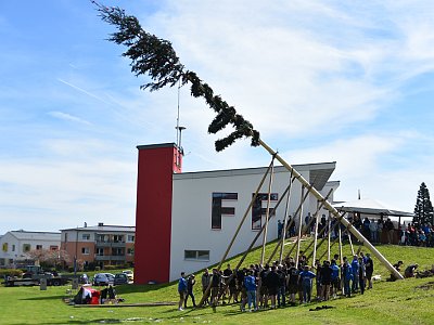 6 Maibaeume in Altenberg