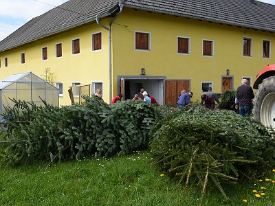 20230427 141145 Maibaum Kraenze LP