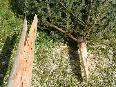 20230427 160432 Maibaum Kraenze LP