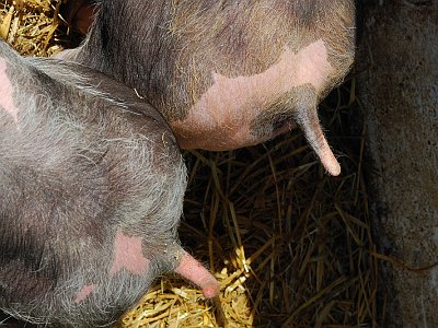 19Schweine