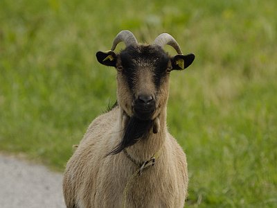 20Ziegenbock
