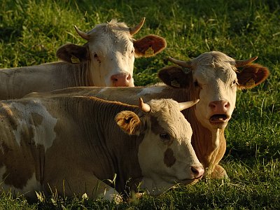 21Kuehe auf der Weide