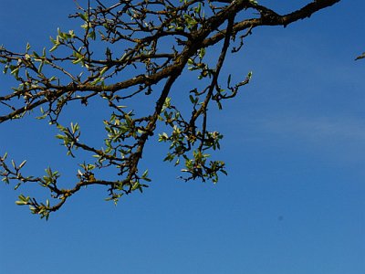 Kulm Birner 1