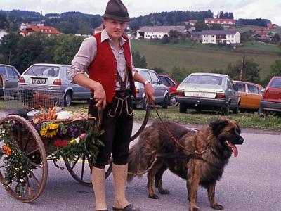 038 Hund mit Marktwagerl 90