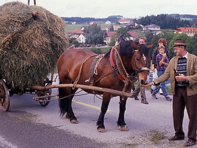 039 Pferd mit Heuwagen