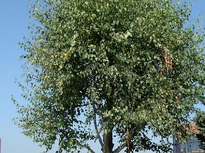 Marterl im Landlgrund