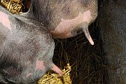 19Schweine