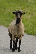 20Ziegenbock