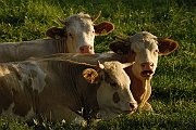 21Kuehe auf der Weide