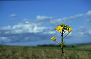23Natur