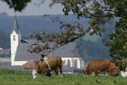Kulm in Richtung Kirche