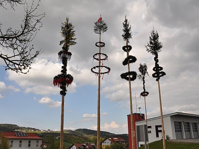 20 Altenberger Maibaeume