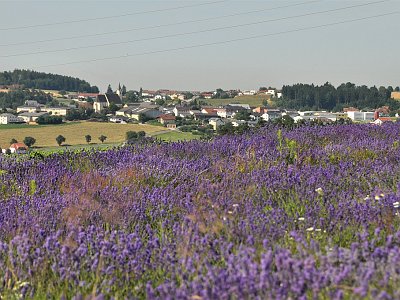34 Lavendelfeld