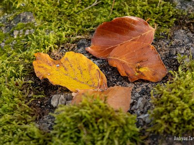 Herbst ZA (11) : Herbststimmung, Ottenstein, Waldviertel, Wandern
