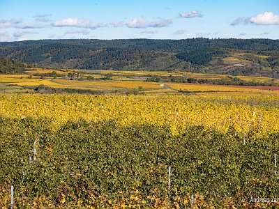 Herbst ZA (4) : Herbststimmung, Kamptal, Langenlois, Wachau, Wandern, Weinwanderweg