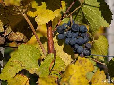Herbst ZA (5) : Herbststimmung, Kamptal, Langenlois, Wachau, Wandern, Weinwanderweg