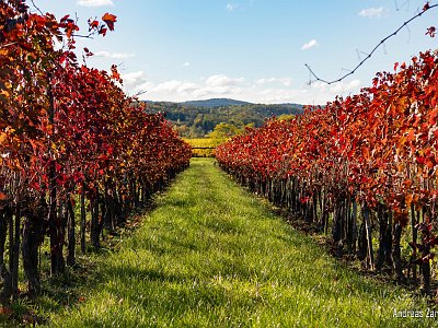 Herbst ZA (7) : Herbststimmung, Kamptal, Langenlois, Wachau, Wandern, Weinwanderweg